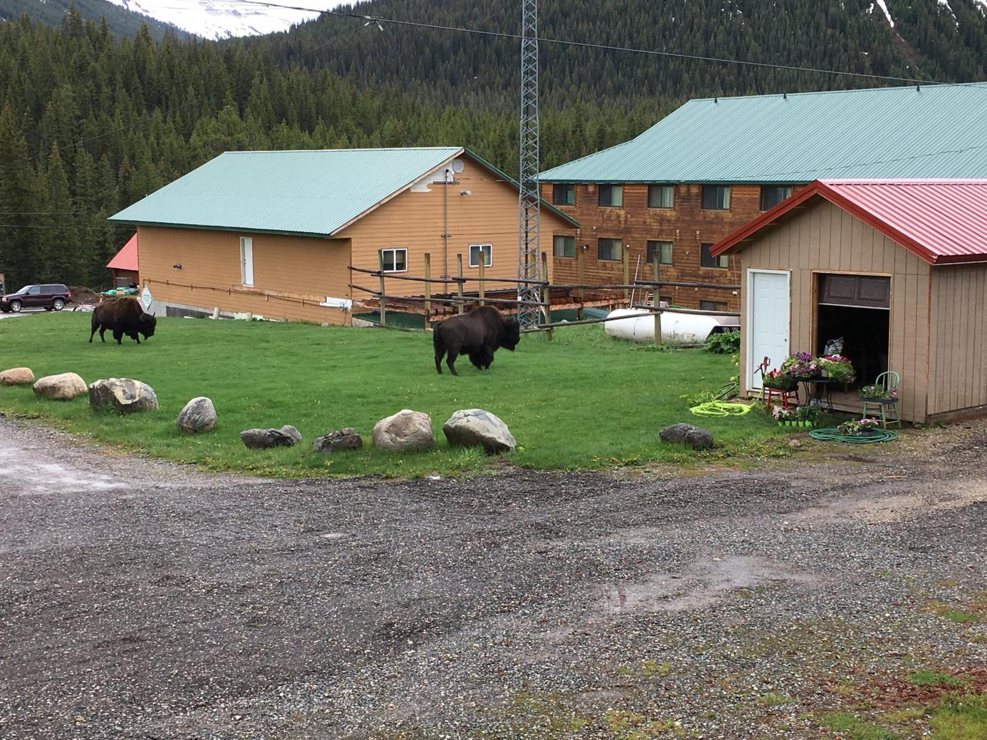 Antlers Lodge Кук-Сіті Екстер'єр фото